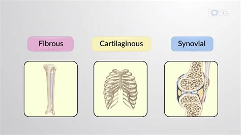 comment prononcer joint|joint .